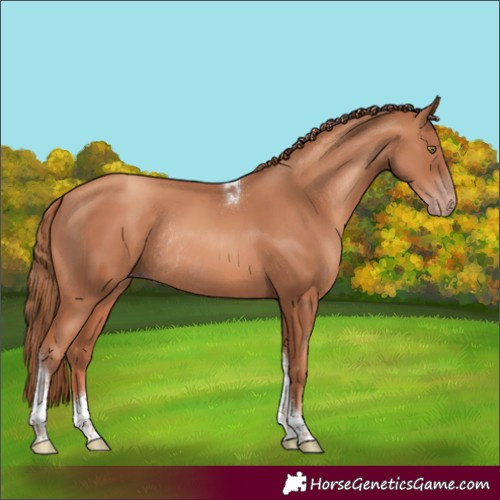Horse Color:Gold Champagne Tobiano Rabicano 