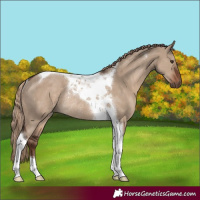 Horse Color:Liver Red Dun Tobiano Rabicano