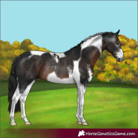 Horse Color:Gray Brown Sabino Tobiano Rabicano 