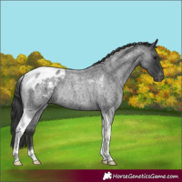 Horse Color:Blue Roan Tobiano Appaloosa Rabicano 