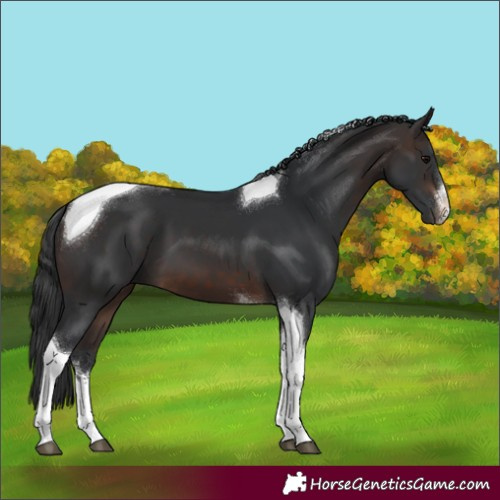 Horse Color:White Spotted Brown Tobiano 