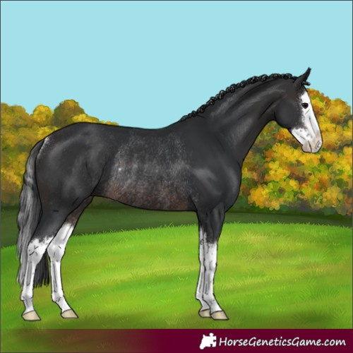 Horse Color:White Spotted Brown Splash Rabicano
