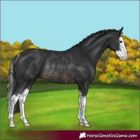 Horse Color:White Spotted Brown Splash Rabicano