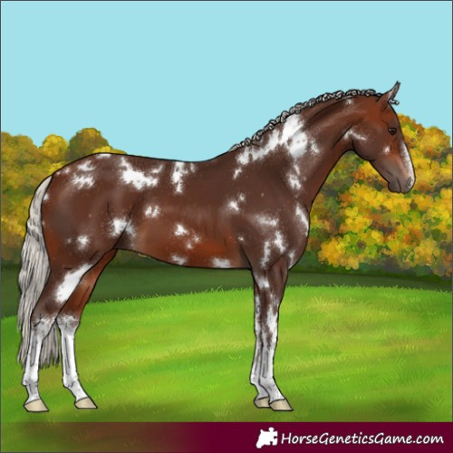 Horse Color:White Spotted Silver Bay 