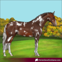 Horse Color:White Spotted Silver Bay 
