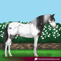 Horse Color:Brown Tobiano Frame Appaloosa