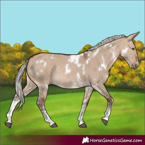 Horse Color:White Spotted Silver Bay Dun Sabino Rabicano 