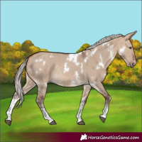 Horse Color:White Spotted Silver Bay Dun Sabino Rabicano