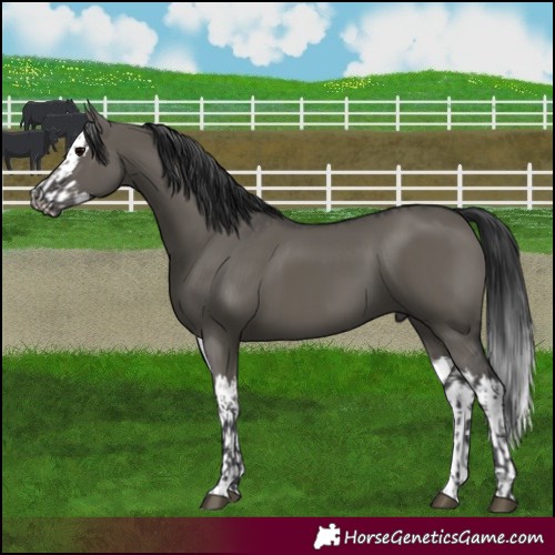 Horse Color:Grullo  and Grullo Splash 