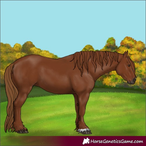 Horse Color:Unknown 