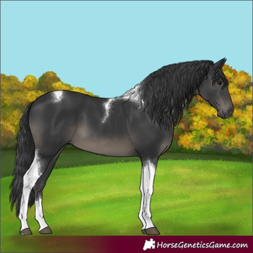 Horse Color:Black Tobiano 