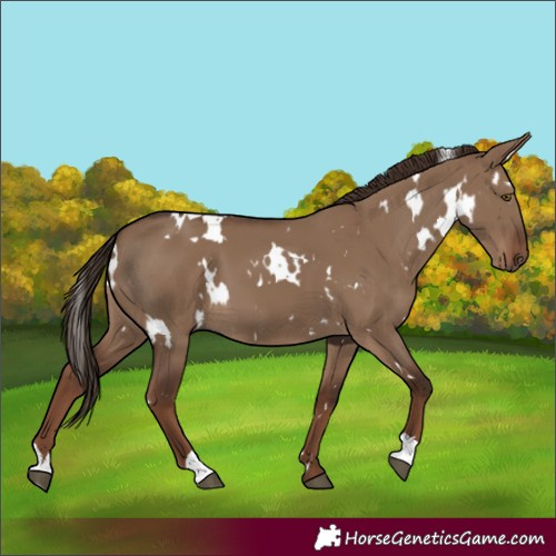 Horse Color:White Spotted Liver Red Dun