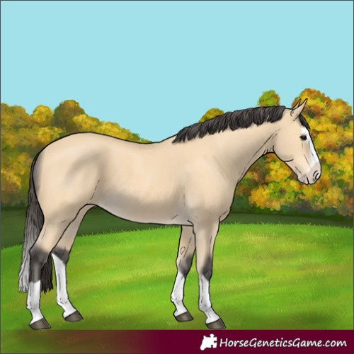 Horse Color:Buckskin Splash 