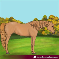 Horse Color:Chestnut Rabicano 
