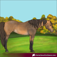 Horse Color:Buckskin 