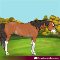 Horse Color:Bay Splash Rabicano 
