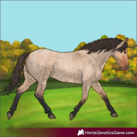 Horse Color:Bay Roan Dun 