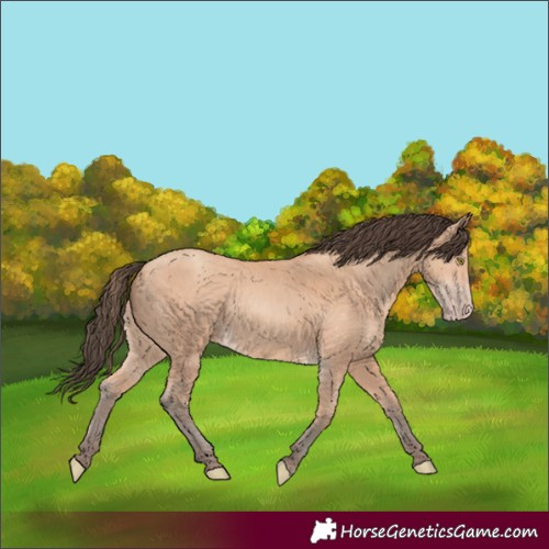 Horse Color:Amber Champagne