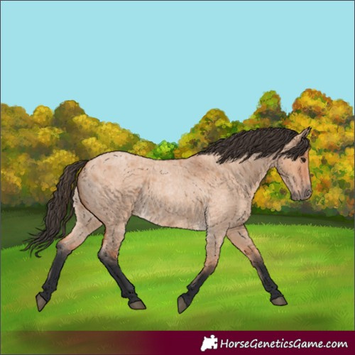 Horse Color:Bay Roan Dun 