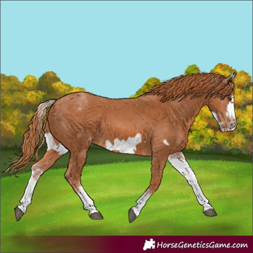 Horse Color:White Spotted Chestnut Frame 