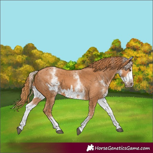 Horse Color:White Spotted Chestnut Frame