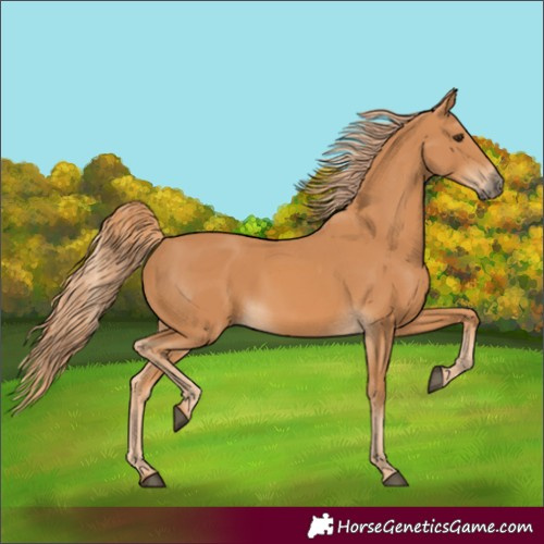 Horse Color:Chestnut Rabicano