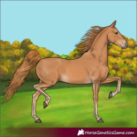 Horse Color:Chestnut Rabicano