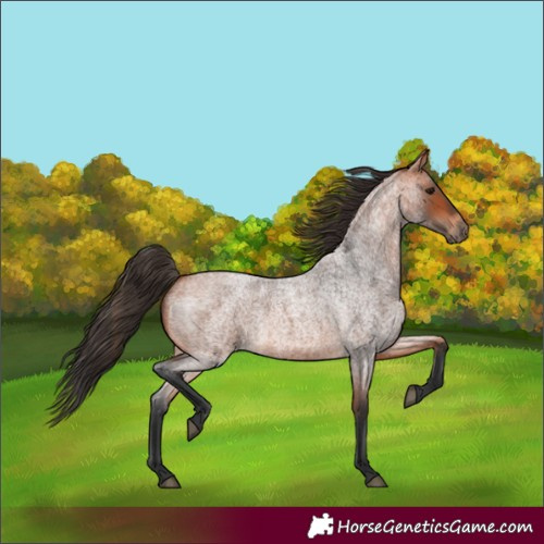Horse Color:Bay Roan 