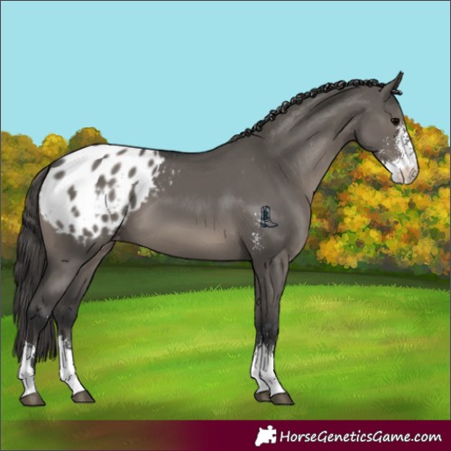 Horse Color:Grullo Sabino Appaloosa 