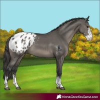Horse Color:Grullo Sabino Appaloosa