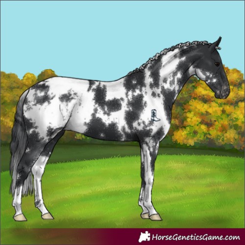 Horse Color:White Spotted Black Appaloosa 