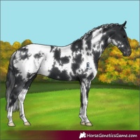 Horse Color:White Spotted Black Varnish