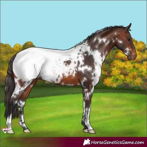 Horse Color:White Spotted Brown Appaloosa 