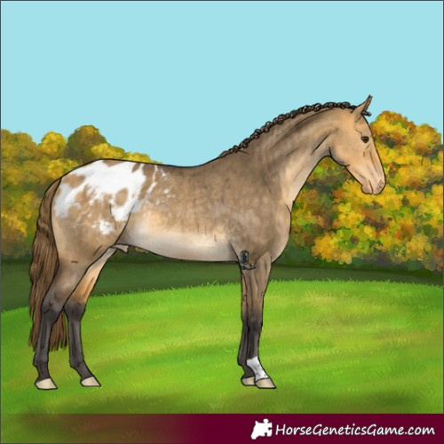 Horse Color:Buckskin Dun Appaloosa Rabicano Brindle 