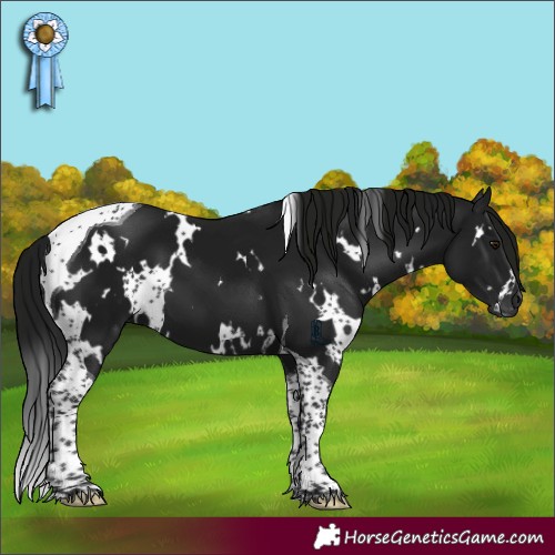Horse Color:Gray White Spotted Brown Tobiano