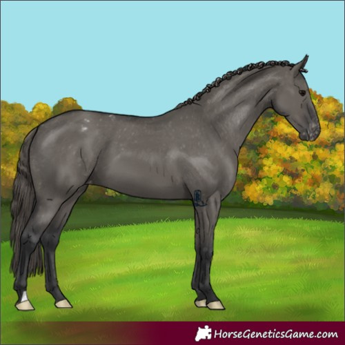 Horse Color:Grullo Appaloosa