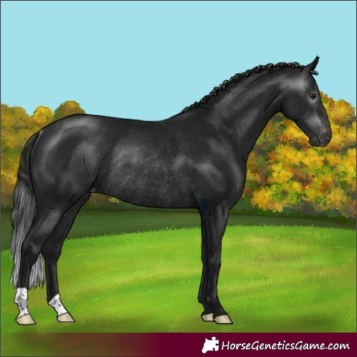 Horse Color:Gray Brown Mushroom Appaloosa Rabicano 