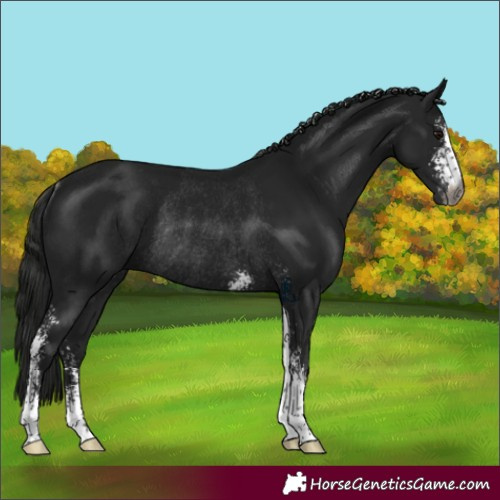Horse Color:Gray Black Sabino Rabicano 
