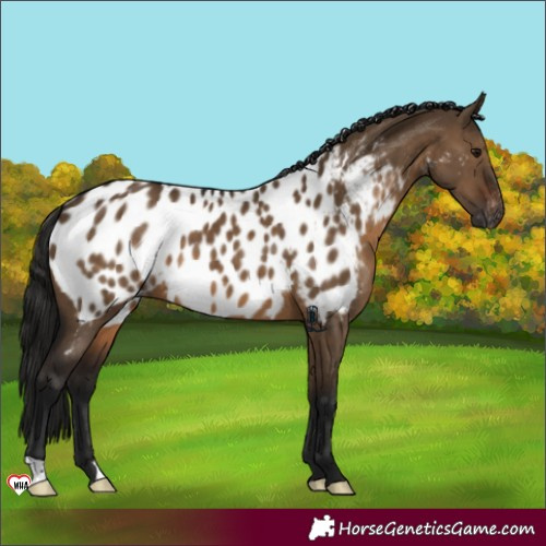 Horse Color:Gray Brown Dun Appaloosa 