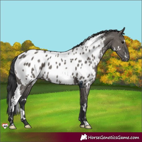 Horse Color:White Spotted Grullo Appaloosa 