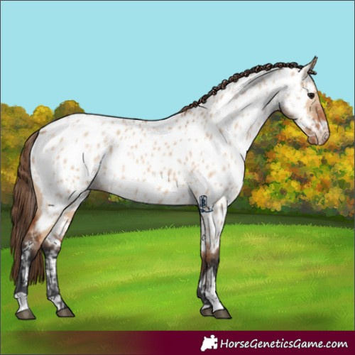 Horse Color:Bay Dun Appaloosa