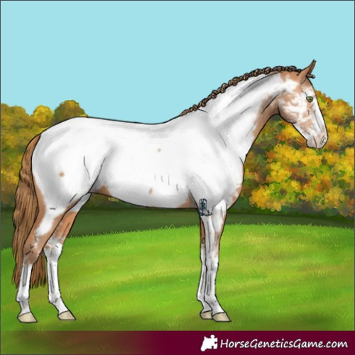 Horse Color:Brown Pearl Sabino Appaloosa 