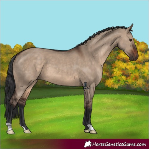 Horse Color:Brown Dun 