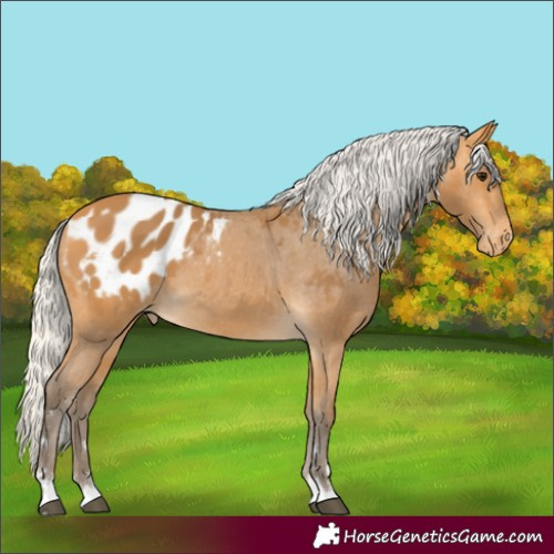 Horse Color:Silver Buckskin Appaloosa