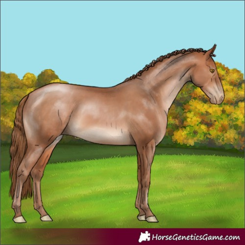 Horse Color:Brown Pearl Rabicano 