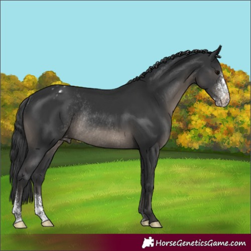 Horse Color:Black Sabino Appaloosa Rabicano 