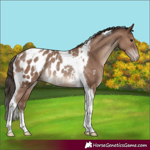 Horse Color:Classic Champagne Tobiano Appaloosa Rabicano 