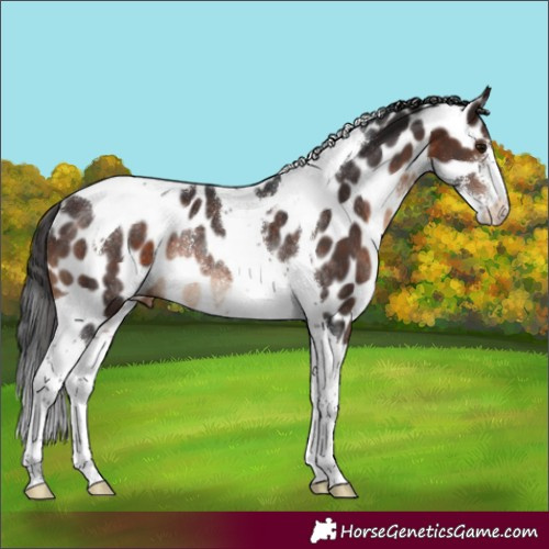 Horse Color:Brown Sabino Tobiano Appaloosa Rabicano 