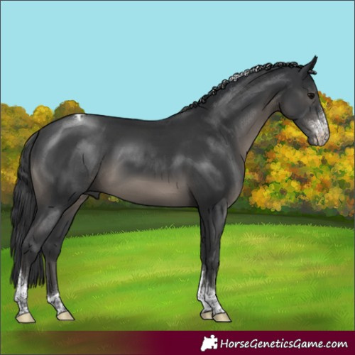 Horse Color:Black Sabino Tobiano 