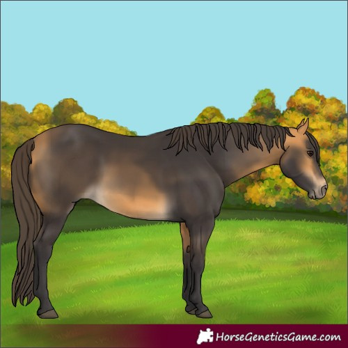 Horse Color:Buckskin 